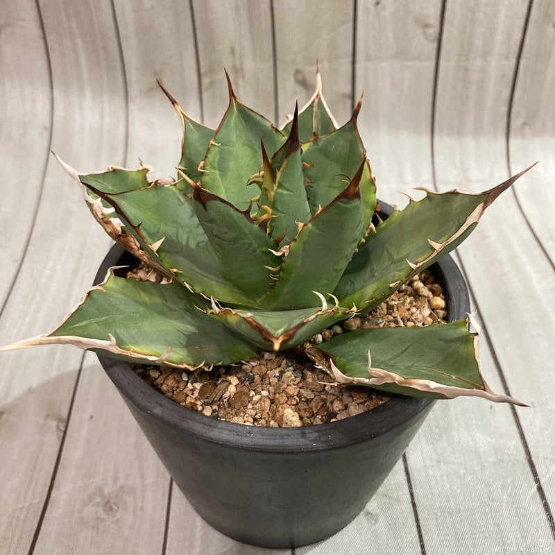 アガベ　ＳＰバリエガータ　　引取限定 園芸ネット本店｜[ザ・ファームセレクト]アガベ：ヴィクトリア