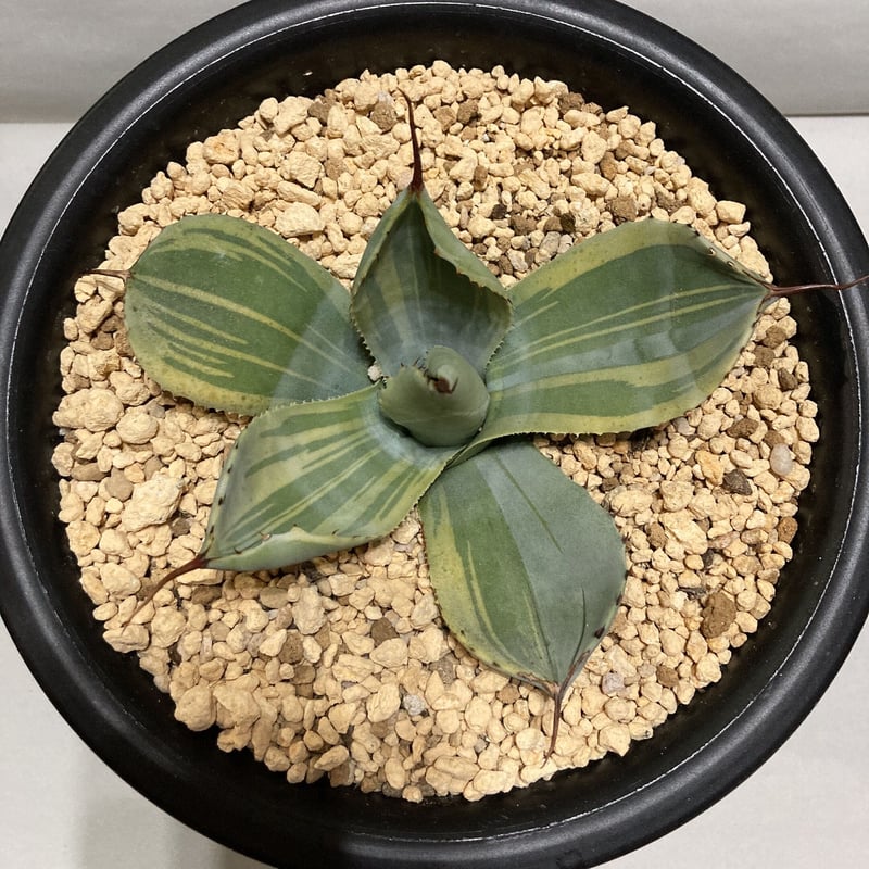 アガベ パリー ライムストリーク Agave parryi truncata Lime Str...