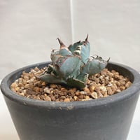 アガベ チタノタホワイトソーン表裏棘 子株付き アガベ チタノタホワイトソーン表裏棘 子株付き アガベ チタノタ