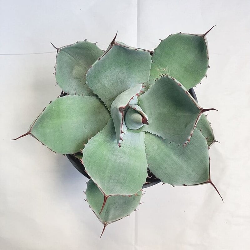 アガベ パリー トランカータ 吉祥天 直径約15センチ | 4S'easons.