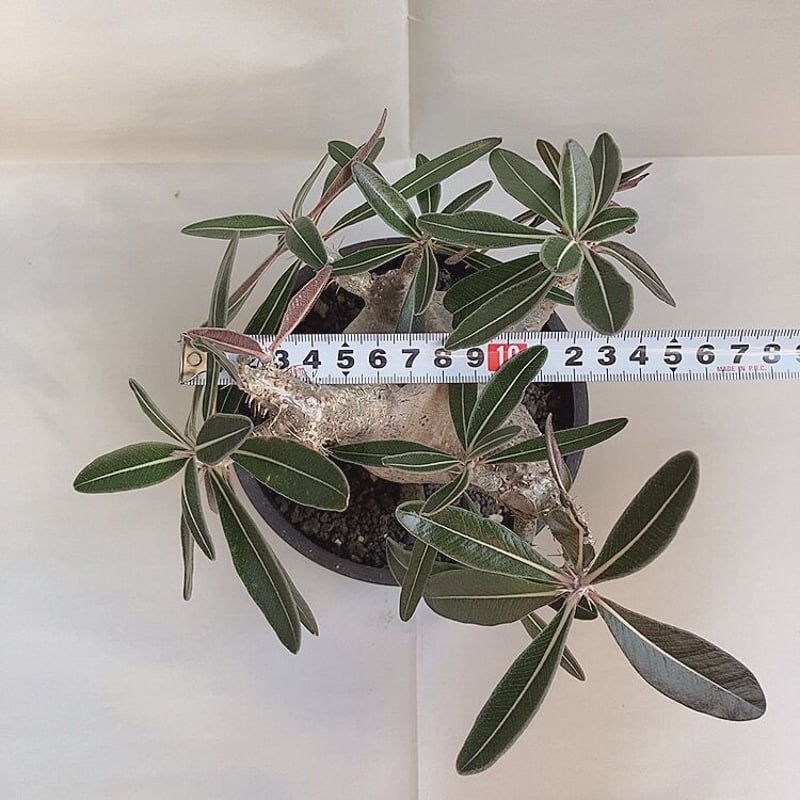 パキポディウム カクチペス おへそ 現地球 発根1年以上 | 4S'easons.