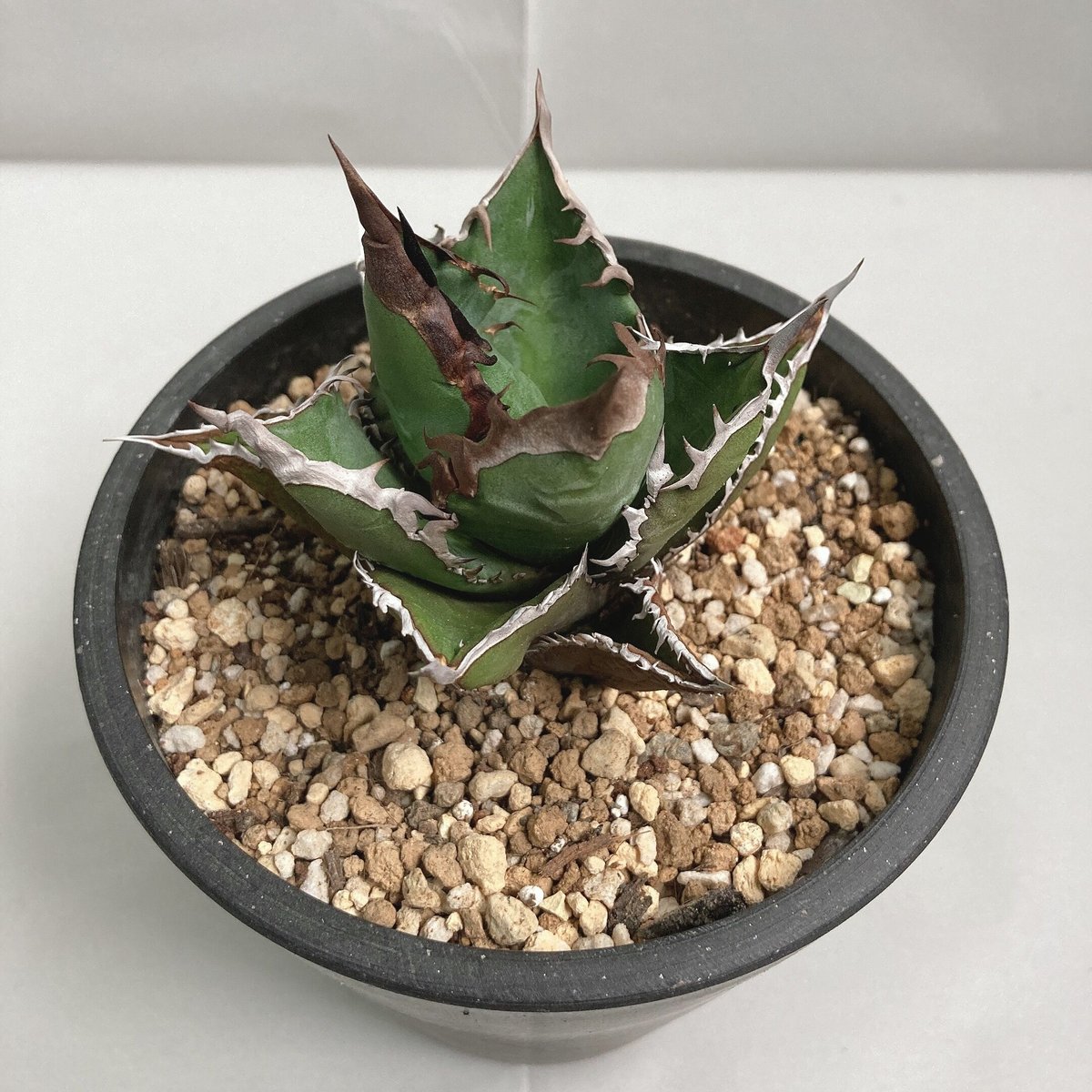 fit=scale-down,w=1200