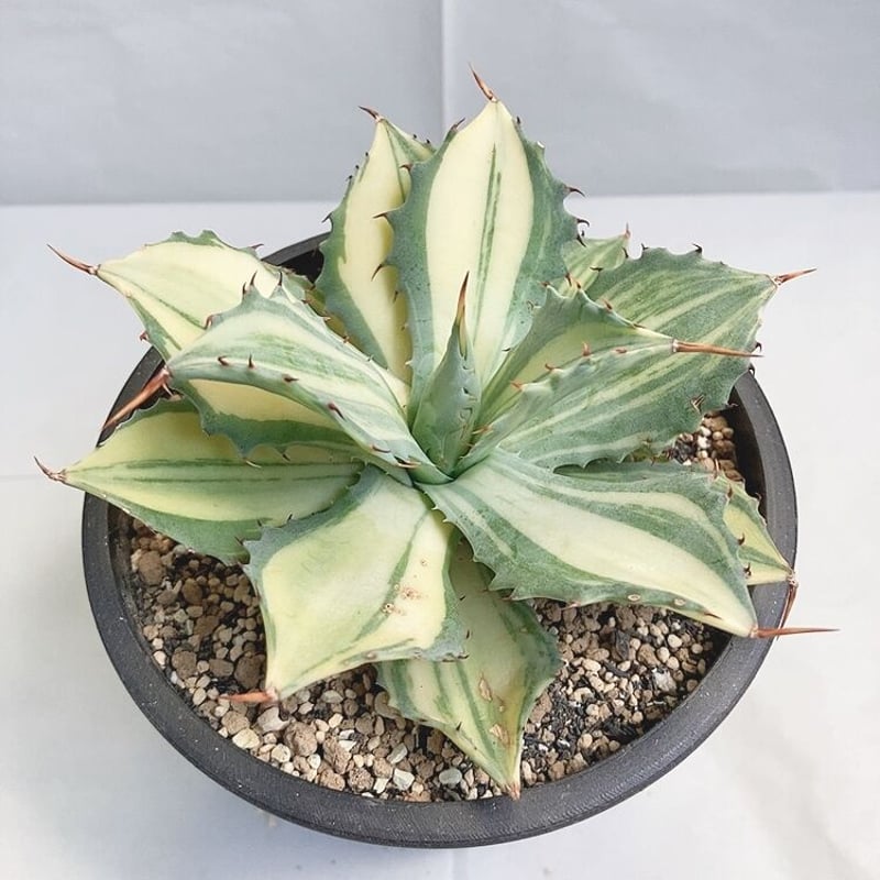 アガベ 楊貴妃 | 4S'easons.