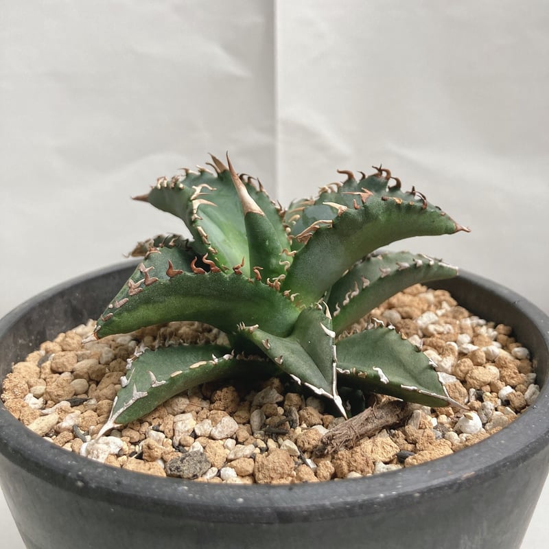 アガベ　セルシー中斑　乳中斑　特別斑 アガベ セルシー中斑 乳中斑 特別斑 アガベ』【セルシー マルチカラー