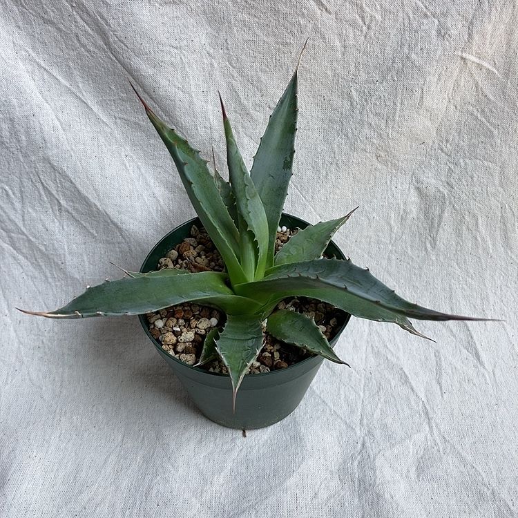 アガベ モンタナ 多肉植物 美苗✨ | 4S'easons.