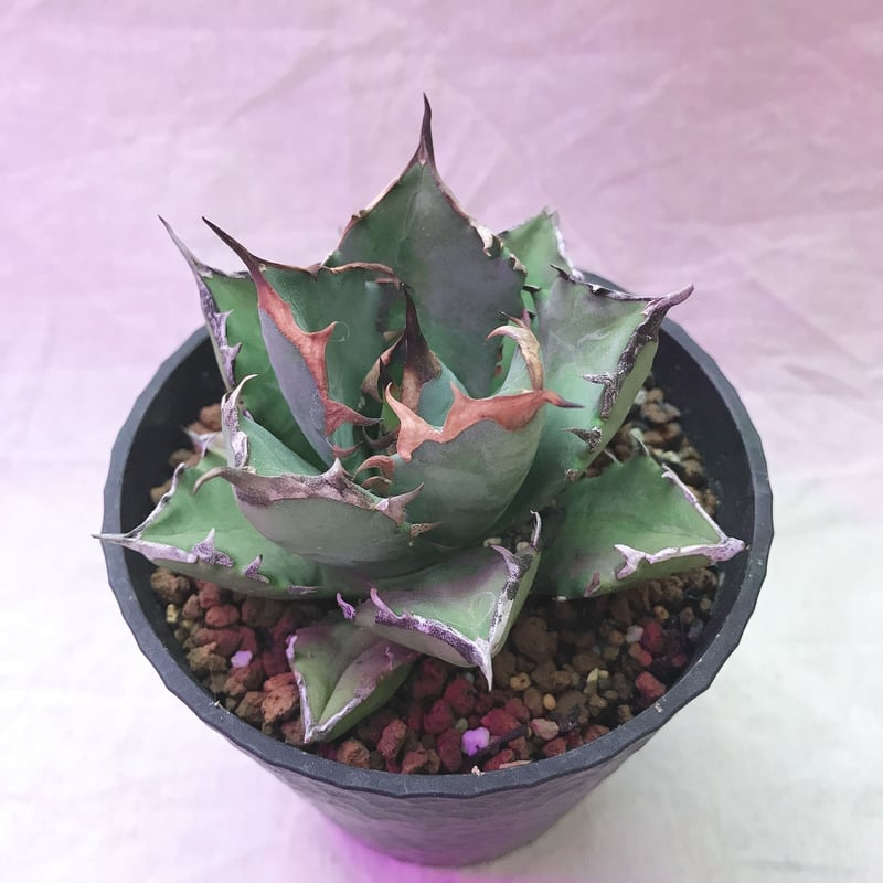 アガベ チタノタ ナンバーワン NO.1 コンパクト 肉厚 農大系11 選抜