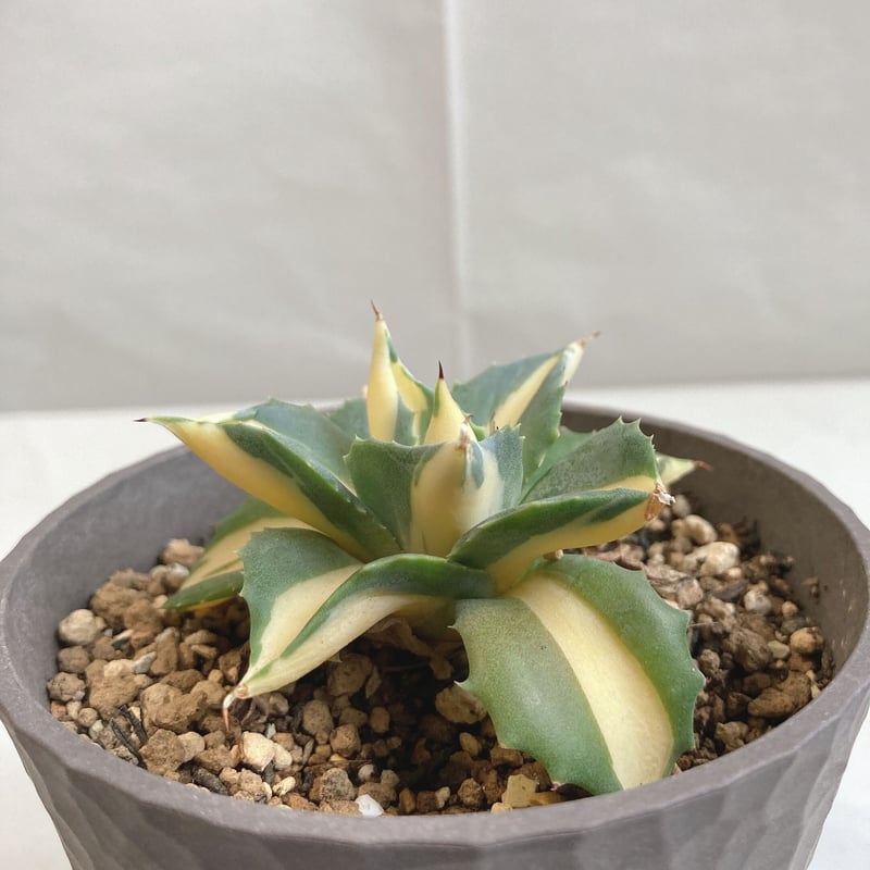 アガベ ポタトラム 王妃雷神黄中斑 希少 | 4S'easons.