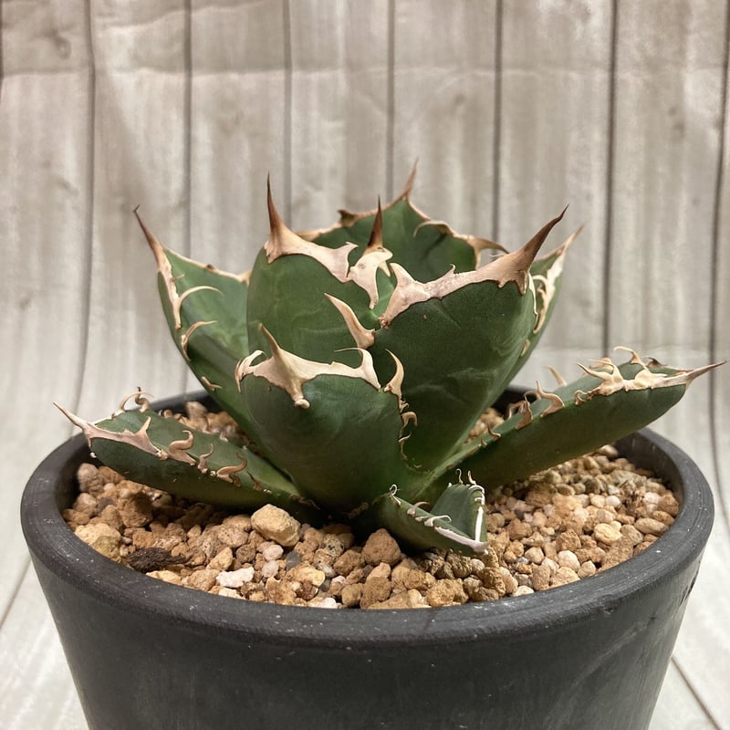 アガベ 烈炎 (アガベ チタノタ 烈焔 Agave titanota flame ① アガベ 烈炎 (アガベ チタノタ 烈焔 Agave titanota flame ①
