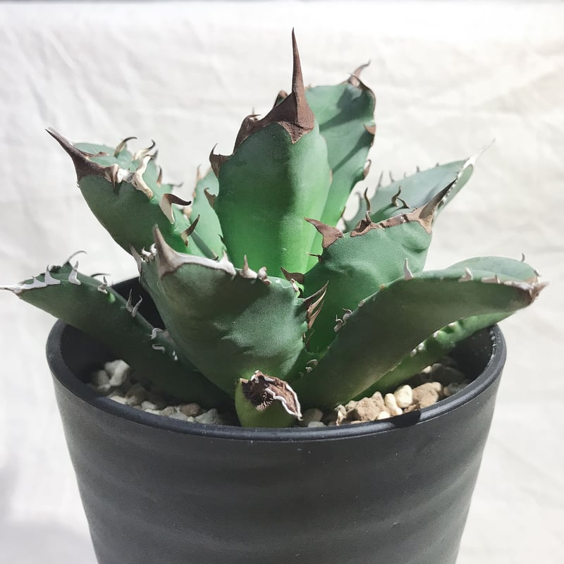 希少鉢付き】アガベ チタノタ 農大No.1 × SRL×BAPExつかもと 希少鉢