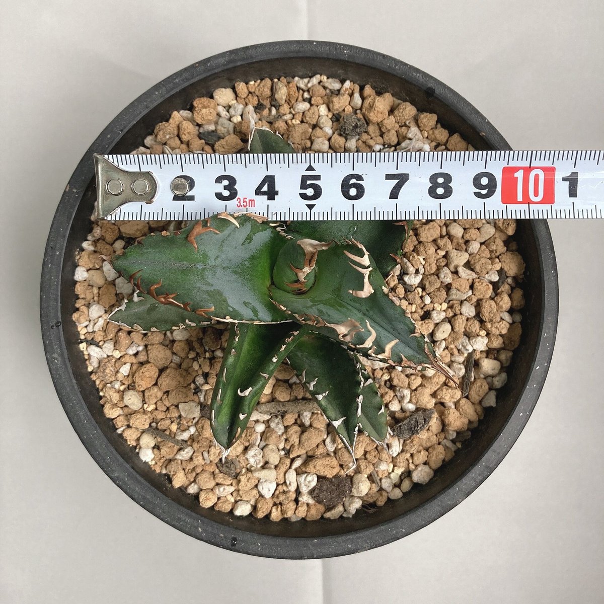 アガベ チタノタ 中斑 季節斑 ソーラーエクリプス