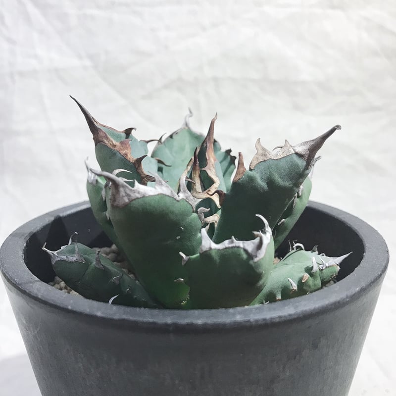 アガベ チタノタ ナンバーワン NO.1 コンパクト 肉厚 農大系④ 送料