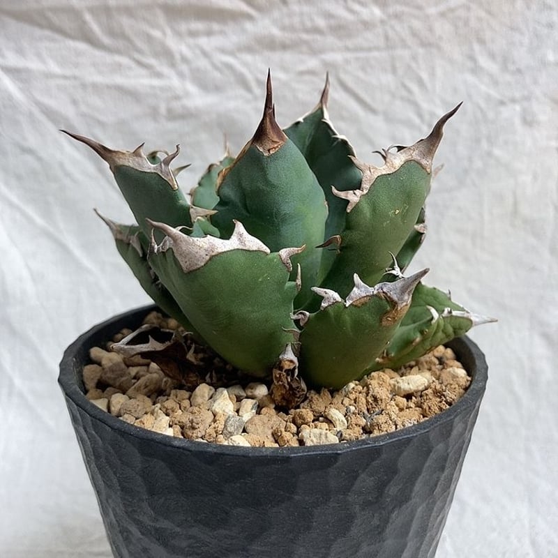 【特選株】アガベ チタノタ EUノーネーム 極肉厚 極白鋸歯 ボール大株 鉢込み 特選株】アガベ チタノタ EUノーネーム 極肉厚 極白鋸歯 ボール