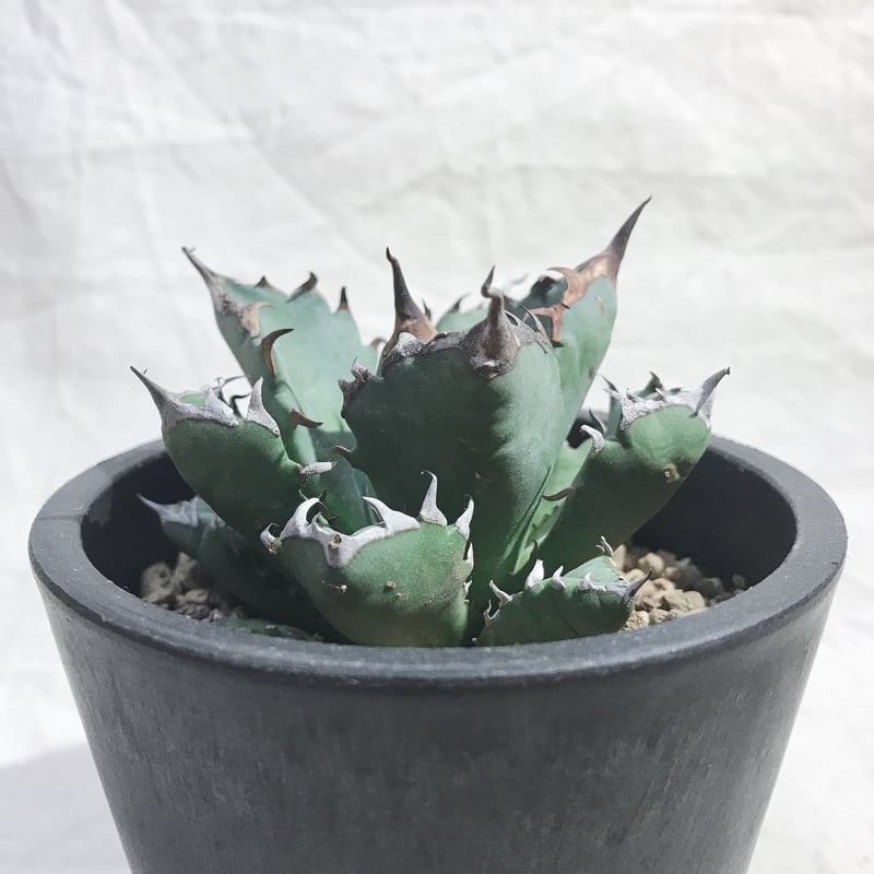 アガベ チタノタ 農大ナンバーワン 鉢ごと アガベ チタノタ 農大 鉢