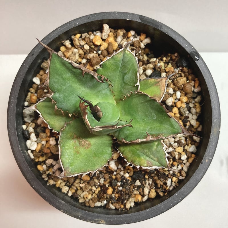 アガベ　チタノタ　黒連棘 Lj Plants | 【Lj_plants，アガベ チタノタ 黒排棘 連棘，もう