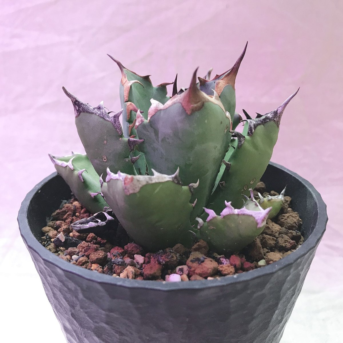 アガベ チタノタ ナンバーワン② 極上 農大系 肉厚 極棘 鉢ごと アガベ チタノタ ナンバーワン② 極上 農大系 肉厚 極棘 鉢ごと