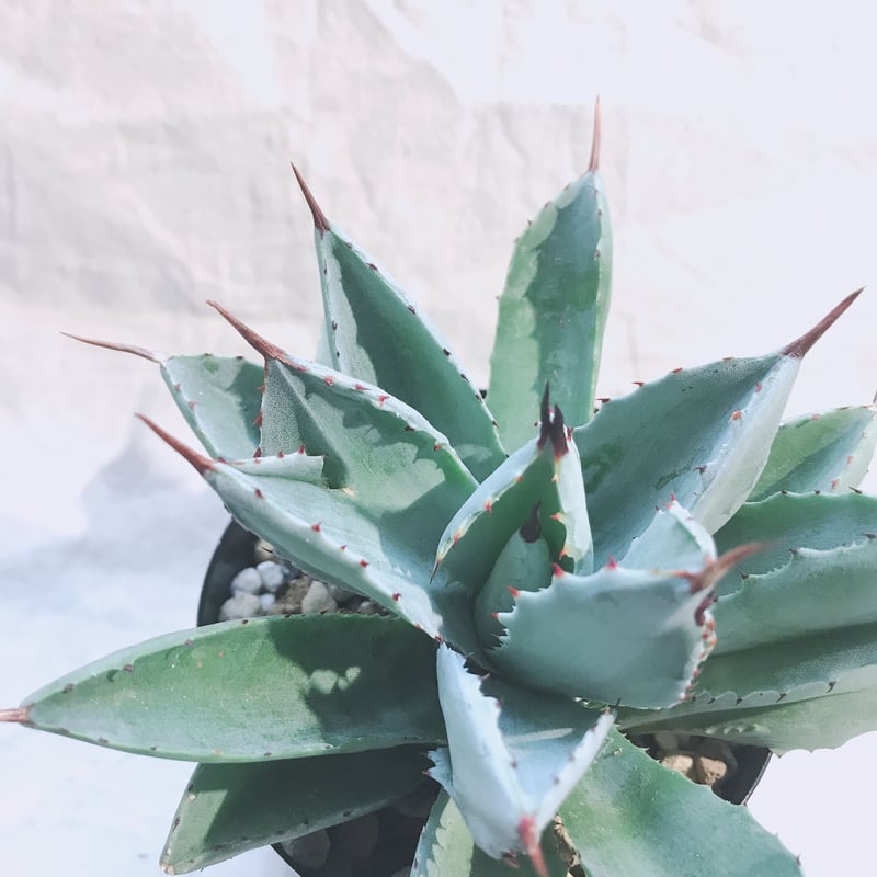 アガベ ポタトラム キュービック 双棘 Y字の葉が激レア✨ | 4S'easons.