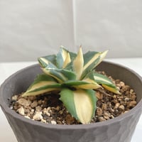 アガベ 笹の雪 黄中斑 希少品種✨ | 4S'easons.