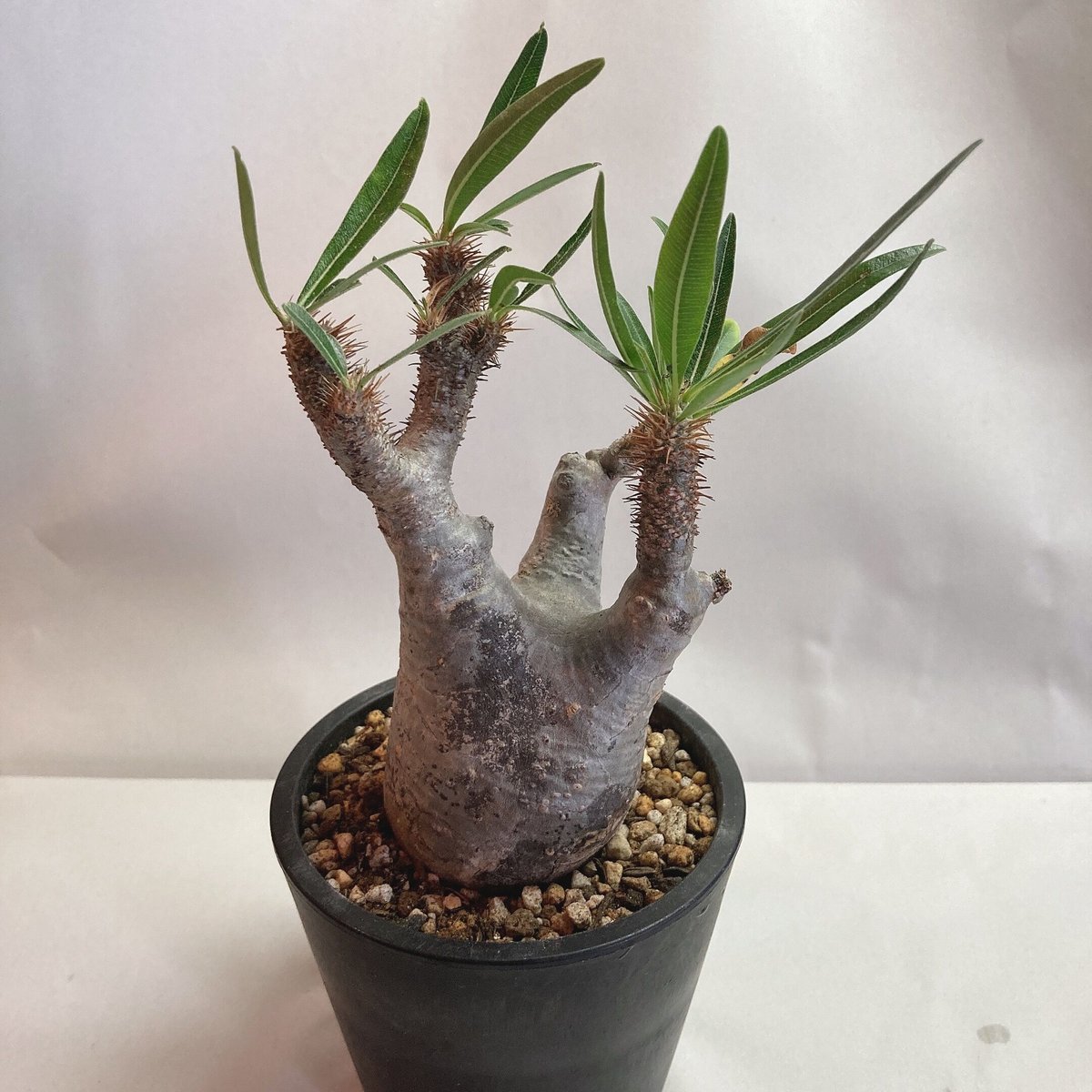 QS株 パキポディウムグラキリス 現地球 発根済み 塊根植物 黒肌 迷彩柄