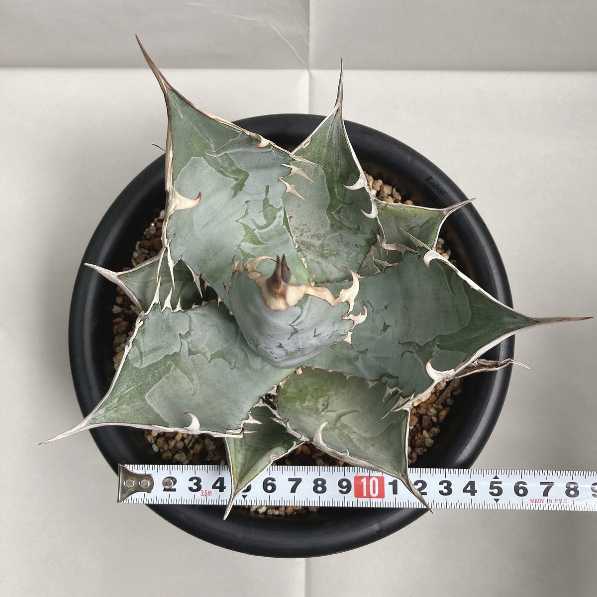 アガベ チタノタ ホワイトアイス 極棘 大株 | 4S'easons.