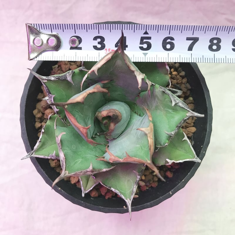 アガベチタノタ農大No.1 agave titanota 農大No.1 短葉 アガベ