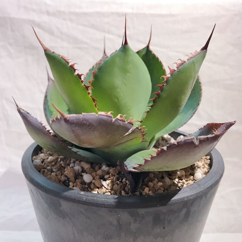 アガベ ハイブリッド ボビコルヌータ×ピグマエア ボビマエア 親株 10号