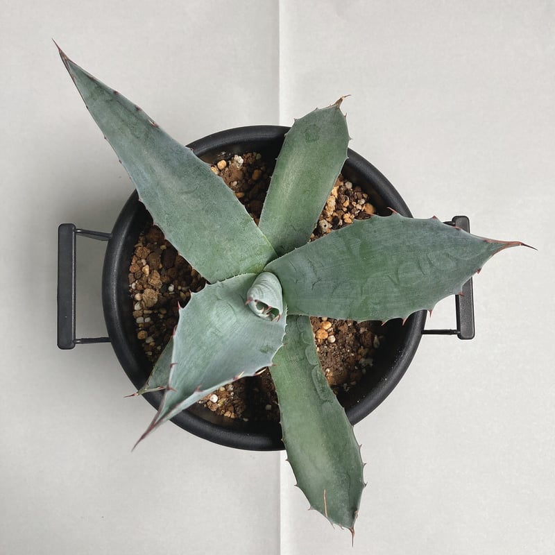 アガベ パラサナ 実生株 | 4S'easons.