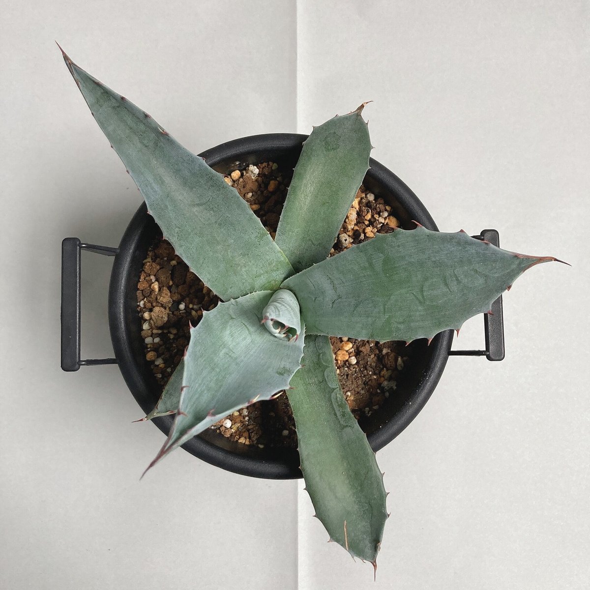 アガベ☆パラサナ実生株 アガベ パラサナ 実生株 | 4S'easons.