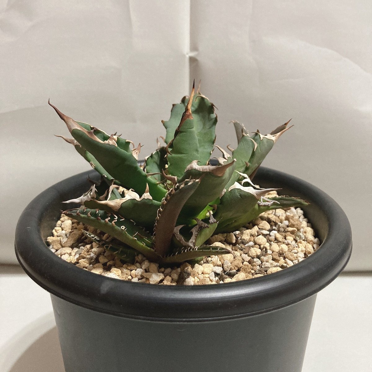 アガベ 農大 ナンバーワン agave - daterightstuff.com