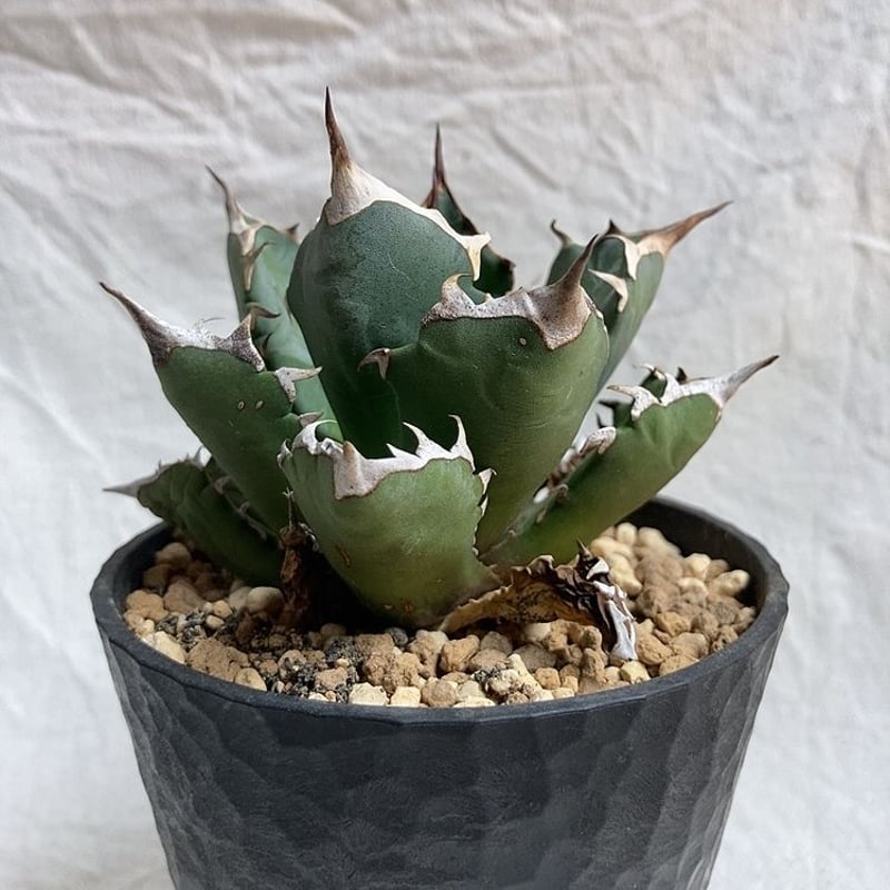 【AGAVE SALE】厳選株　アガベ　チタノタ　農大No.1