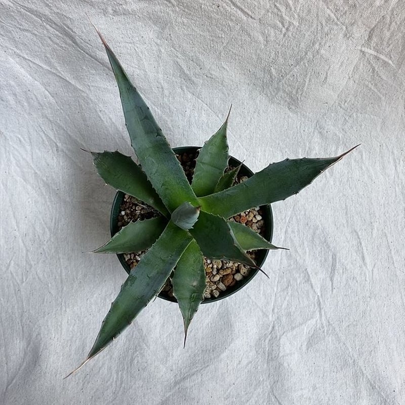 多肉植物アガベ モンタナ極上子株 アガベ モンタナ子株｜Yahoo!フリマ（旧PayPayフリマ）