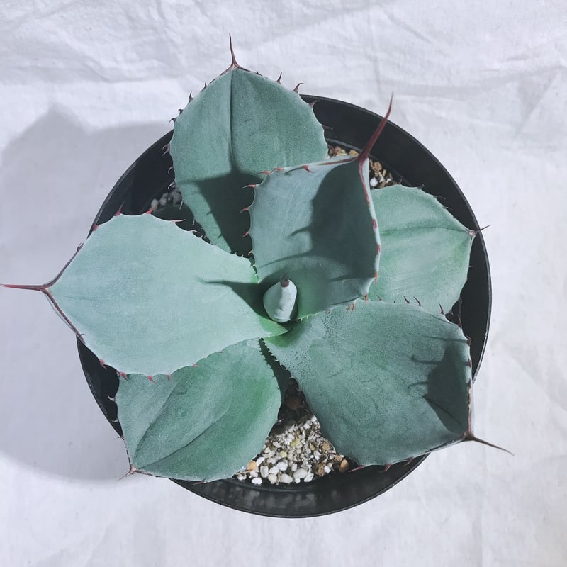 【極上美株】 パリー トランカータ アガベ Agave Agave Parryi Truncata - アガベ パリー トルンカータ