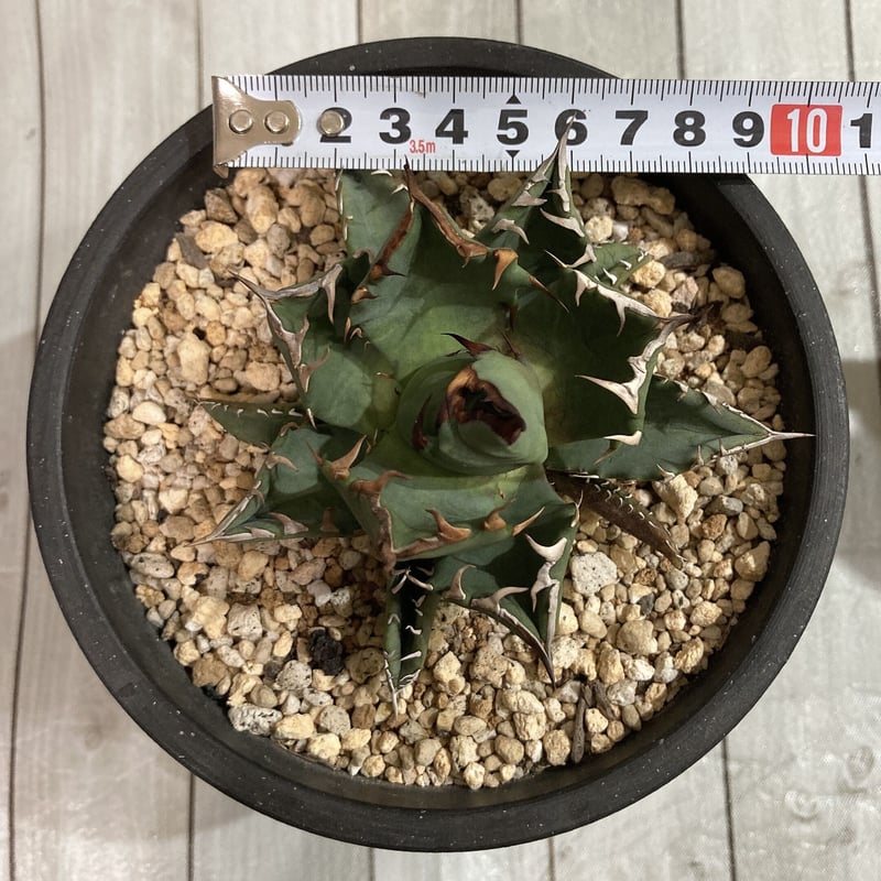 アガベ チタノタ 農大厳竜 極上 ボール形状 | 4S 