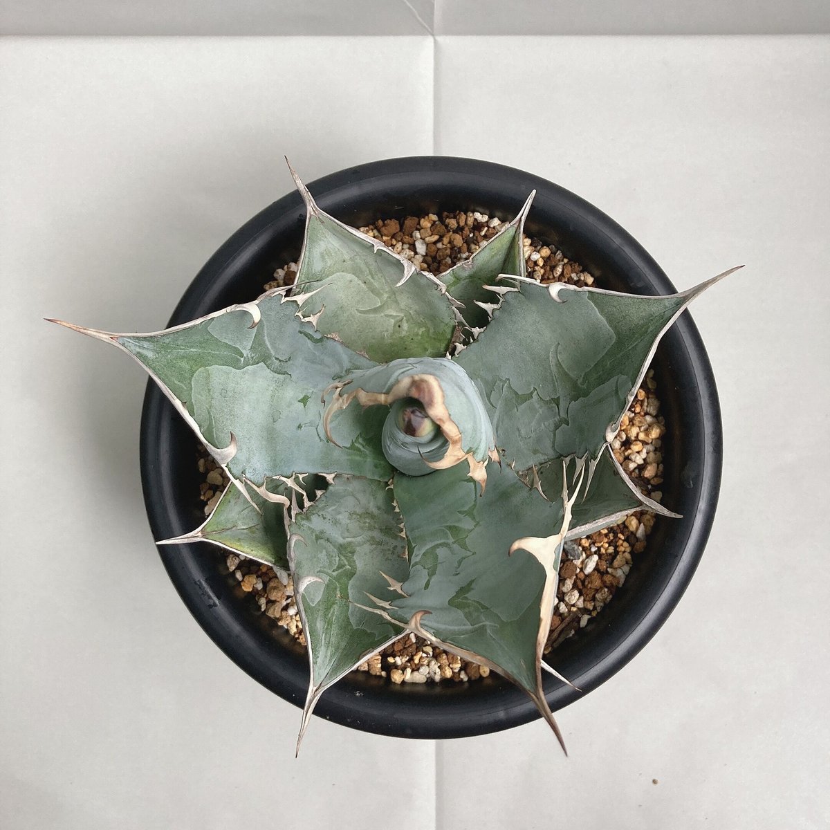 アガベ チタノタ ホワイトアイス 極棘 大株 | 4S'easons.