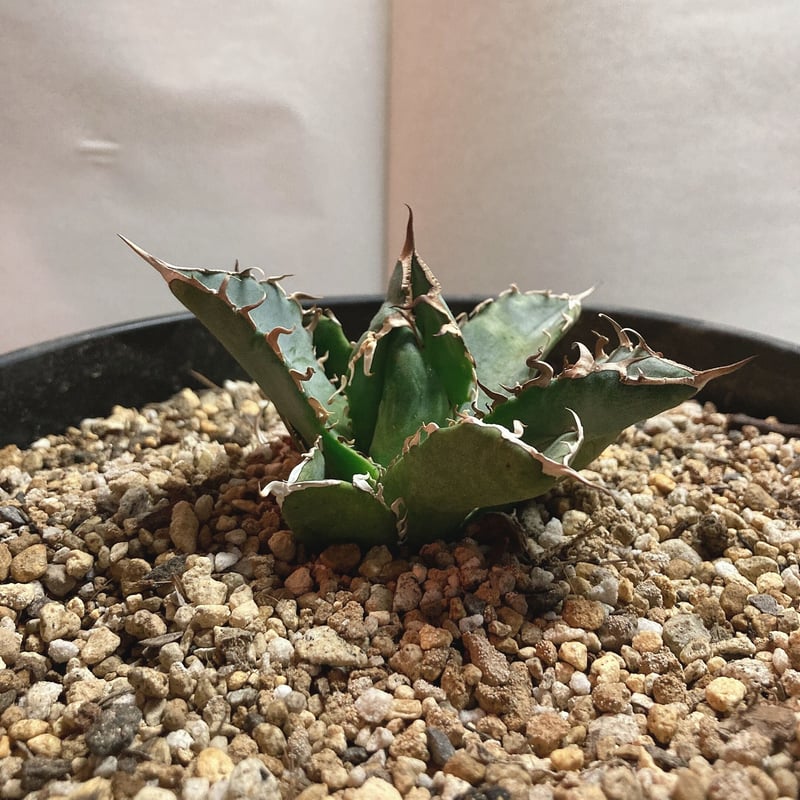 アガベ チタノタホワイトソーン表裏棘 子株付き アガベ ホワイトソーン WhiteThorn チタノタ - メルカリ