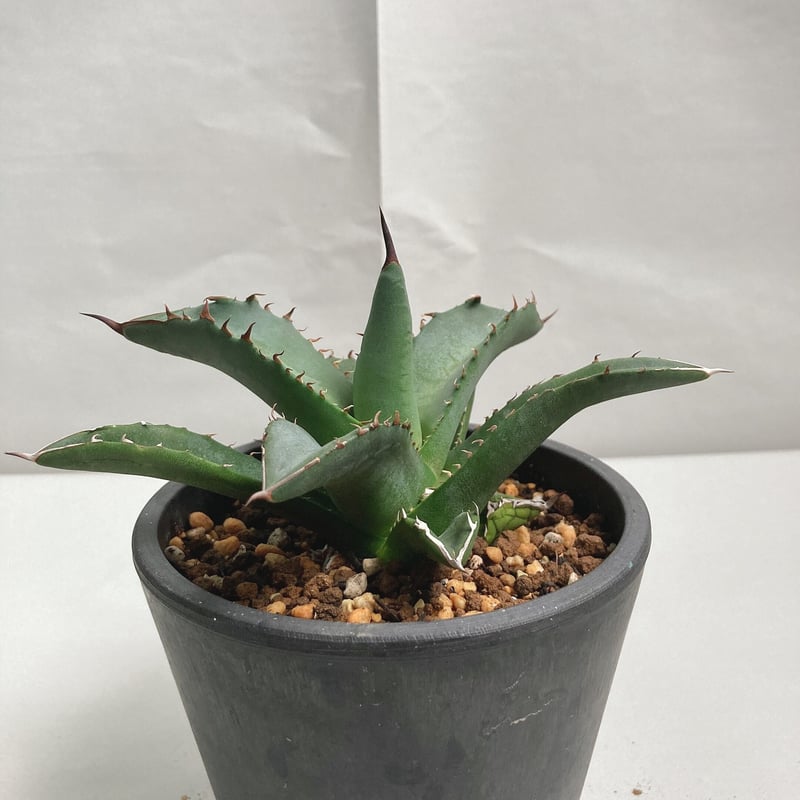 アガベ チタノタパンダ鉢込み高さ40cm横30cm 大きめアガベ インテリア