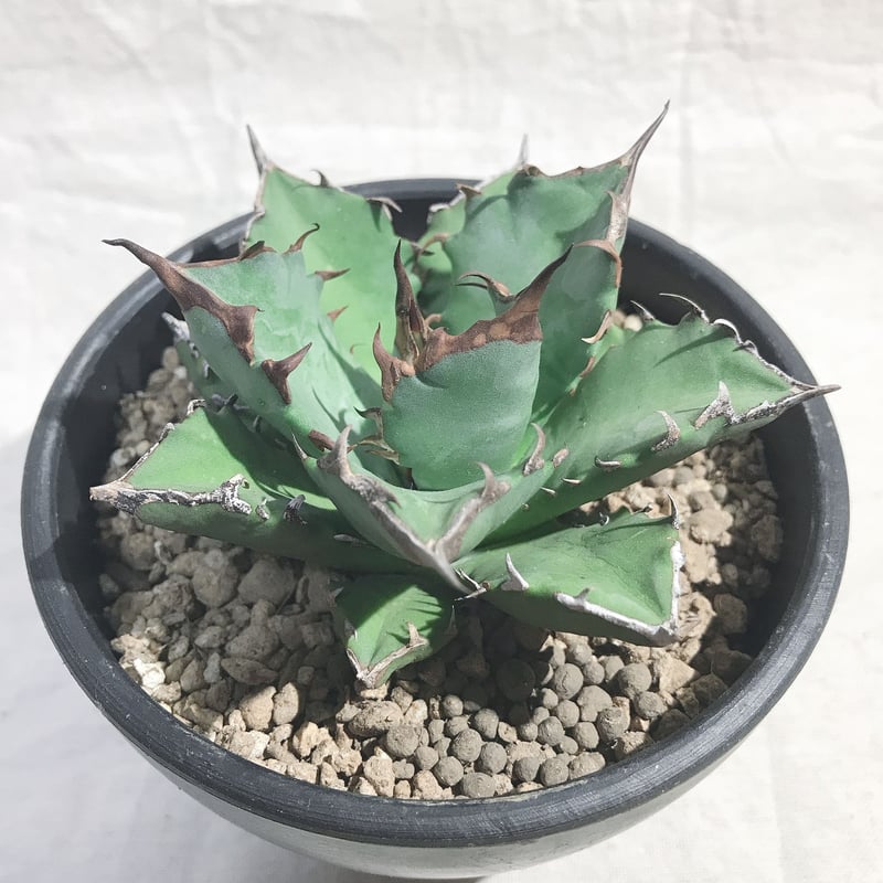 アガベ チタノタ ナンバーワン NO.1 コンパクト 肉厚 農大系③ | 4S