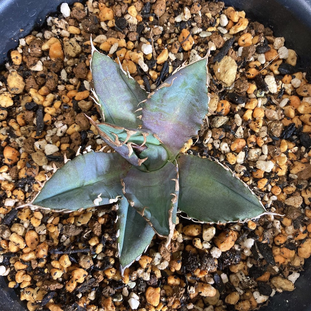 アガベ チタノタ ホワイトファイヤー うねり棘 極上カキコ 鉢ごと