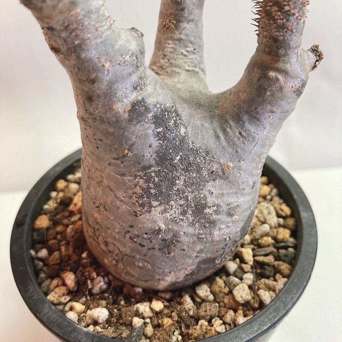 パキポディウム グラキリス 現地球 発根済 | 4S'easons.