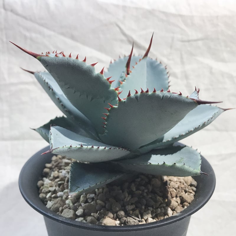 アガベ ピグマエアドラゴントゥース 幅広 短葉 美肌 一部連棘 棘直径12