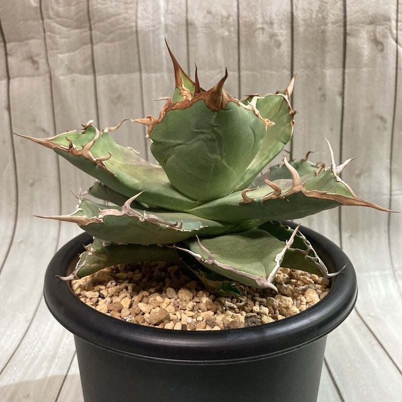 アガベ　チタノタ　海豹(アザラシ) valiem鉢付き アガベ チタノタ アザラシ 海豹 CS4 agave titanota Compacta 'S