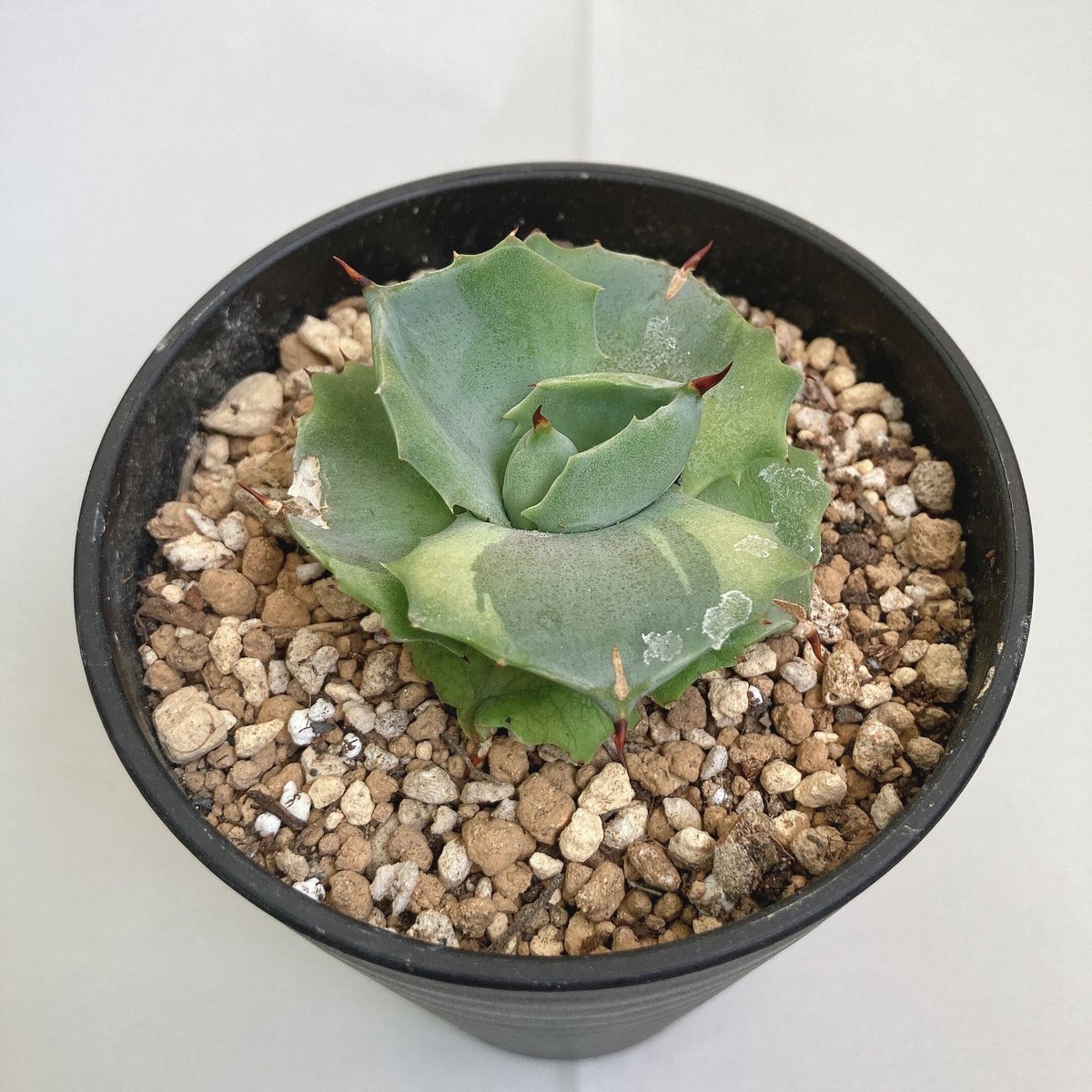 agave アガベ ポタトラム ベビーティース錦 白覆輪斑 アガベ ベビー