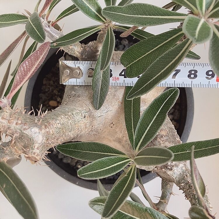 パキポディウム カクチペス おへそ 現地球 発根1年以上 | 4S'easons.