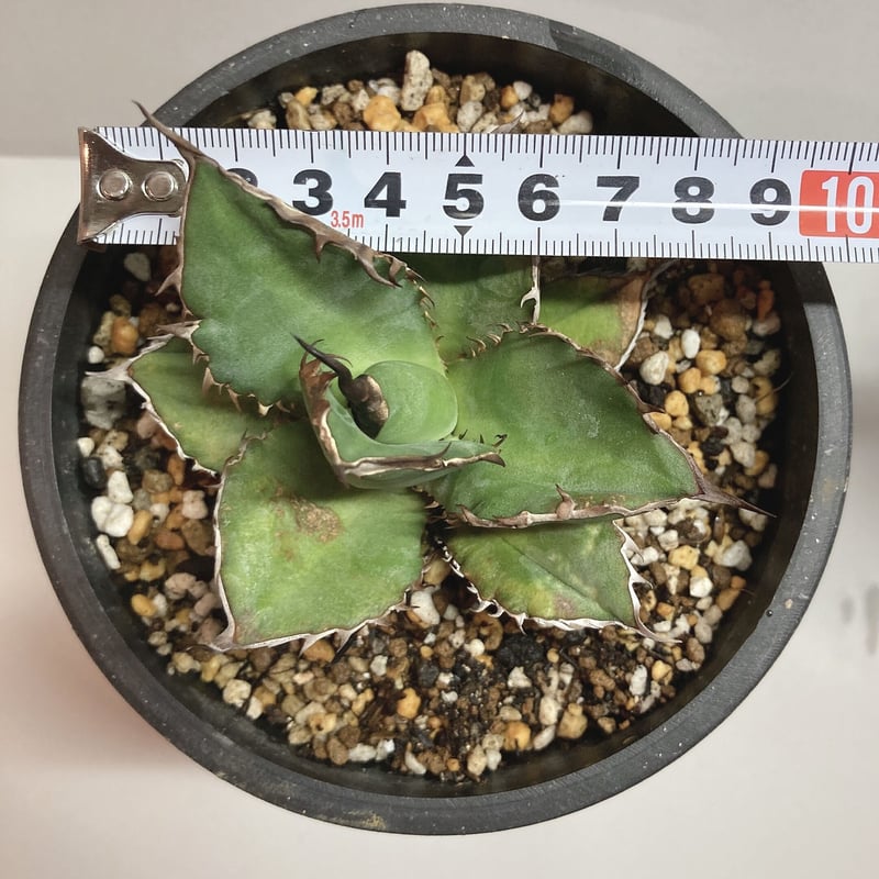 アガベ チタノタ ブラックファイヤー 狂棘 裏棘 | 4S'easons.