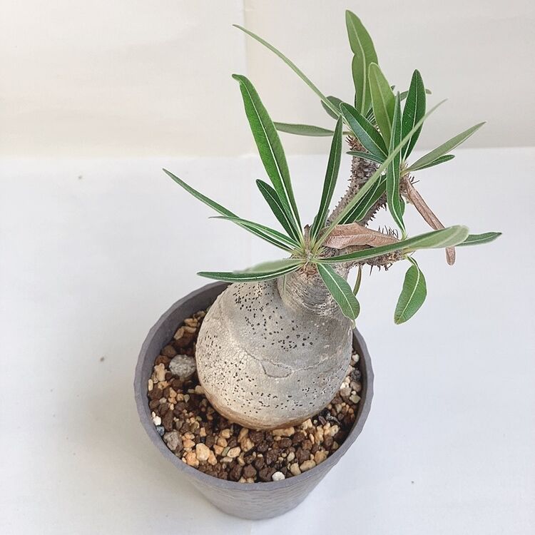 綴化】パキポディウム グラキリス 現地球 丸型 作家鉢付き 【公式通販】