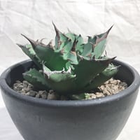 アガベ チタノタ ナンバーワン NO.1 コンパクト 肉厚 農大系11 選抜