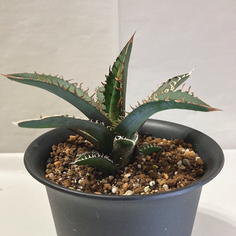 最終値下げ アガベ チタノタ レッドキャットウィーズル 国内実生株 ④