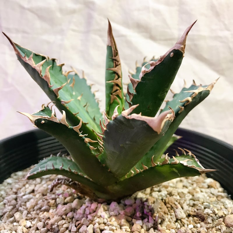 【高騰品種】姫厳竜×レッドキャットウィーズルhyb裏棘 陽炎 特選アガベチタノタ 高騰品種】姫厳竜×レッドキャットウィーズルhyb裏棘 陽炎 特選