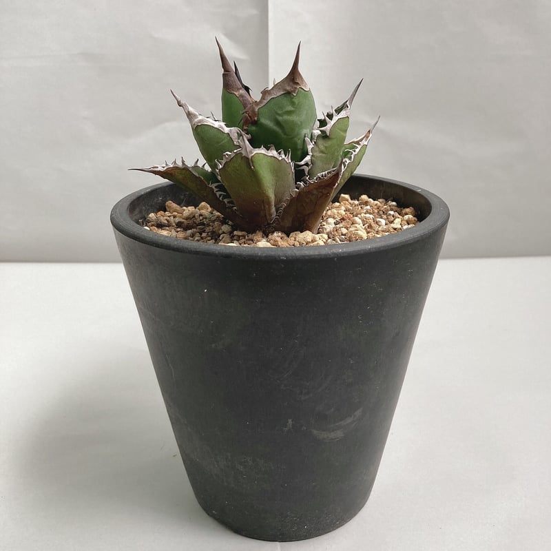 アガベ チタノタ ブラックファイヤー 連棘 特殊棘 | 4S'easons.