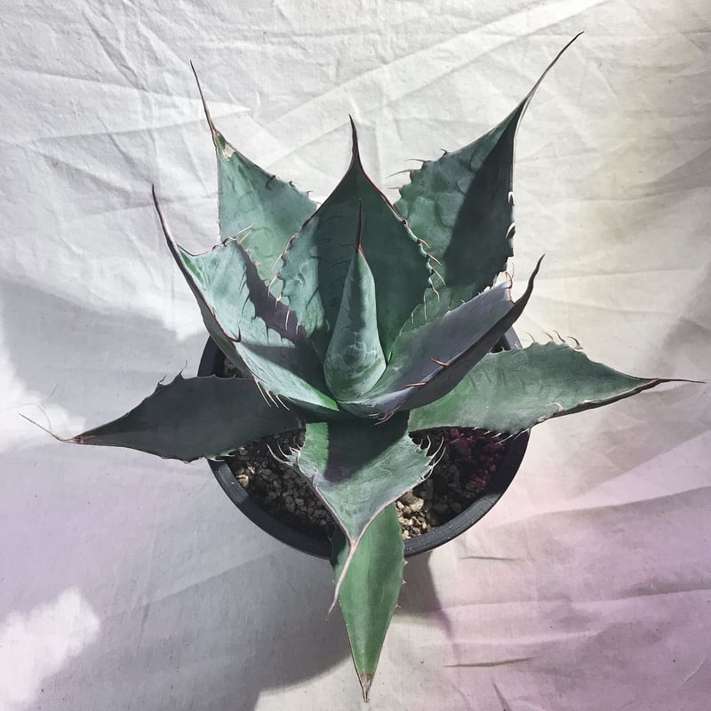 アガベ パラサナ ミートクロウ 中堅株 希少 横幅約20㎝ | 4S'easons.