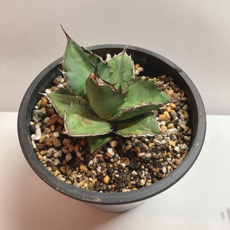 アガベ チタノタ ブラックファイヤー 狂棘 裏棘 | 4S'easons.